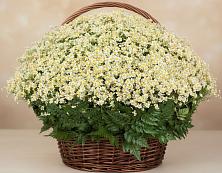 Цветочная композиция из Ромашки в корзине #REPLACE_PRED# Никиткино